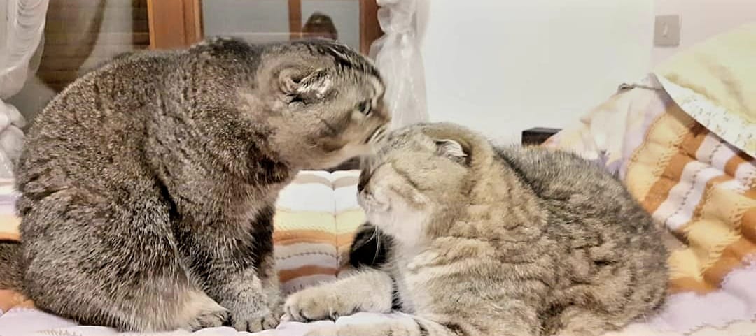 alcuni miei cuccioli … cresciuti