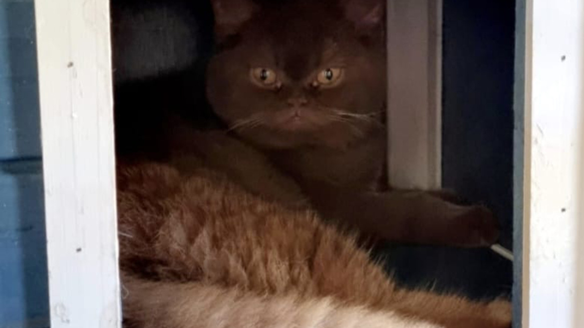 british cat