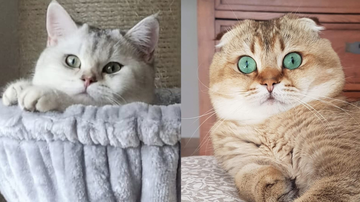 scottish cat